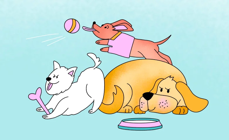 Маркетинг и продукт для собак и собачников