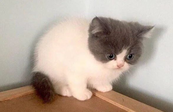 Котик, который хочет казаться сильным