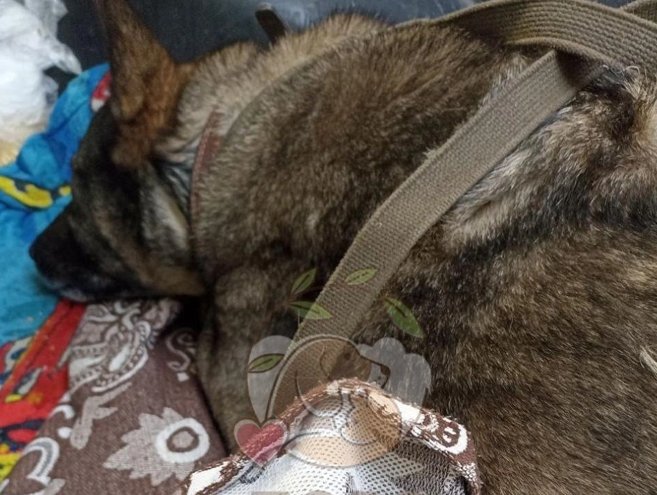 додо собака