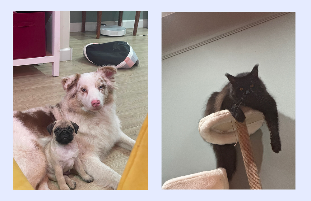 Собаки и кот Дарьи