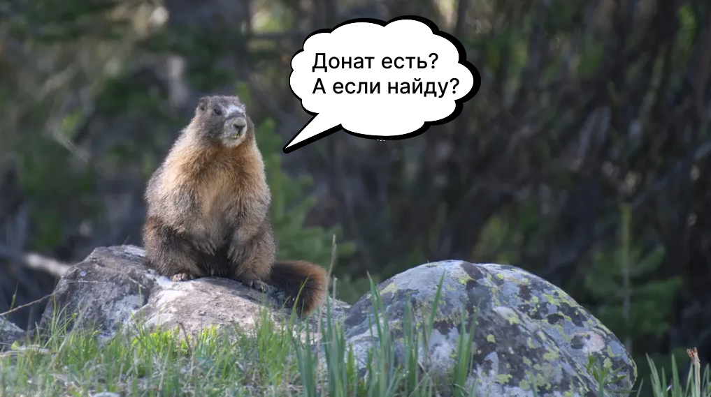 сурки онли фанс