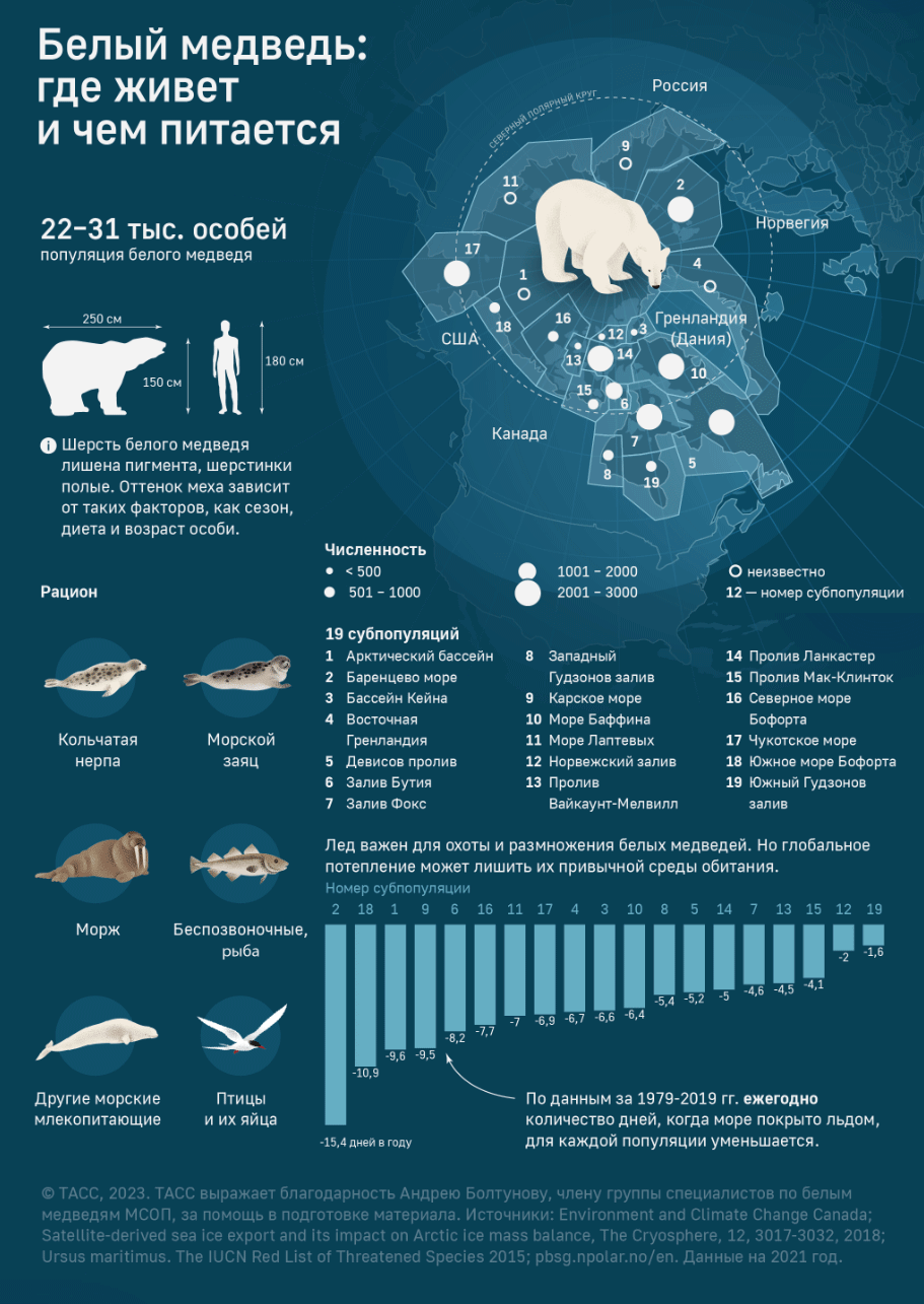 Инфографика «Белый медведь»